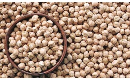 Nohut 500 gr